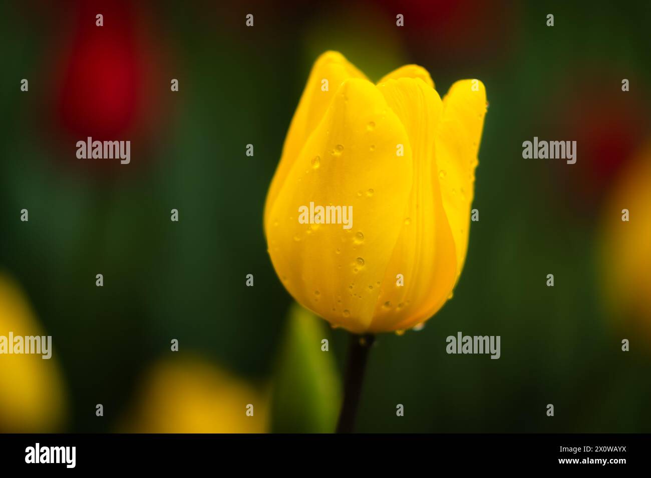 Gros plan d'une tulipe jaune, tulipe de fleur jaune Banque D'Images