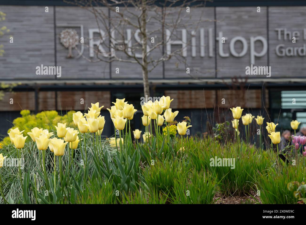 Tulipa 'World Friendship', tulipes jaunes au RHS Wisley Gardens, Surrey, Angleterre Banque D'Images