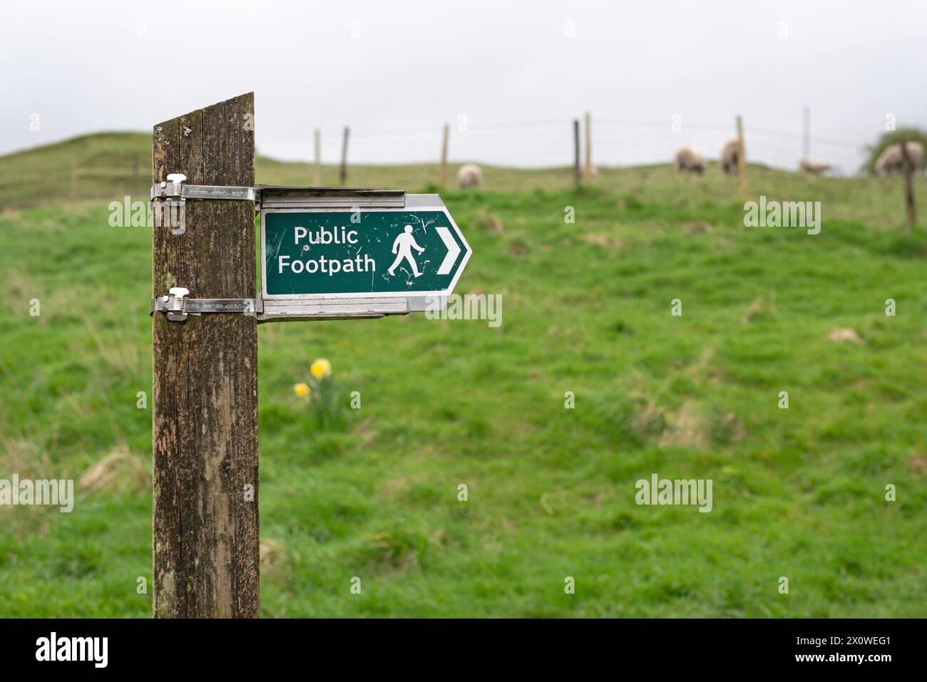 Poteau de signalisation de sentier public sur poteau en bois fixé contre les moutons en pâturage Banque D'Images