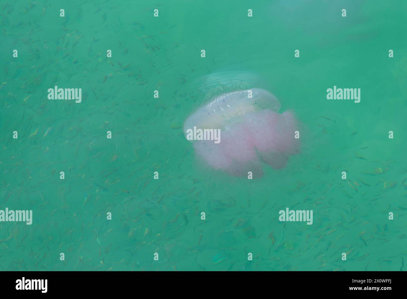 Une méduse rose flotte au milieu d'une école de petits poissons dans une mer verte, mettant en valeur la diversité des écosystèmes marins. Banque D'Images