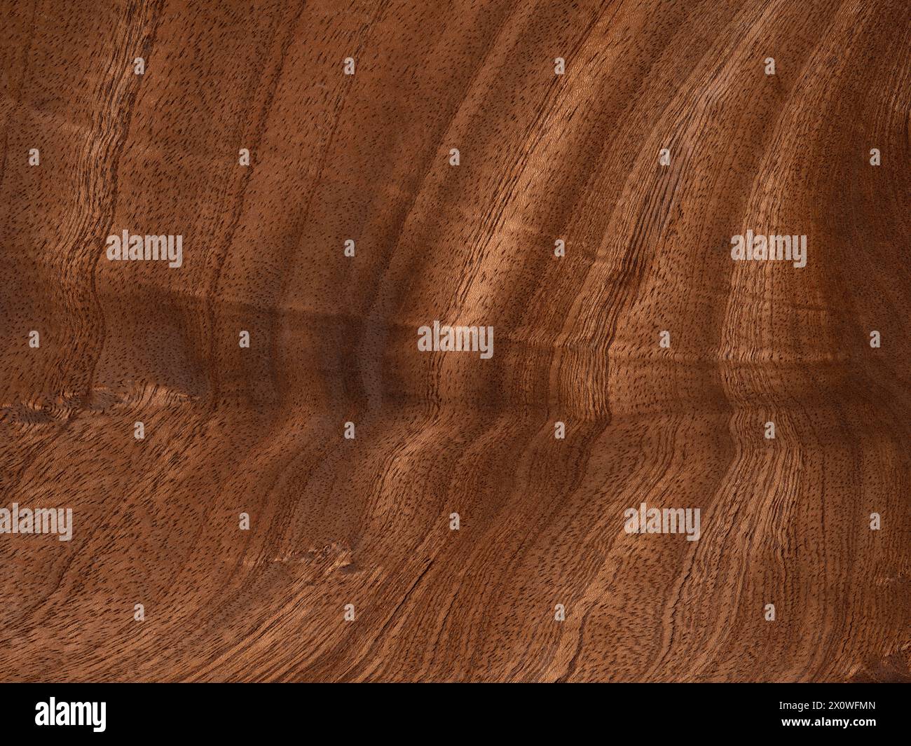 Riche placage en plumes d'acajou présentant des motifs ondulés élégants Banque D'Images