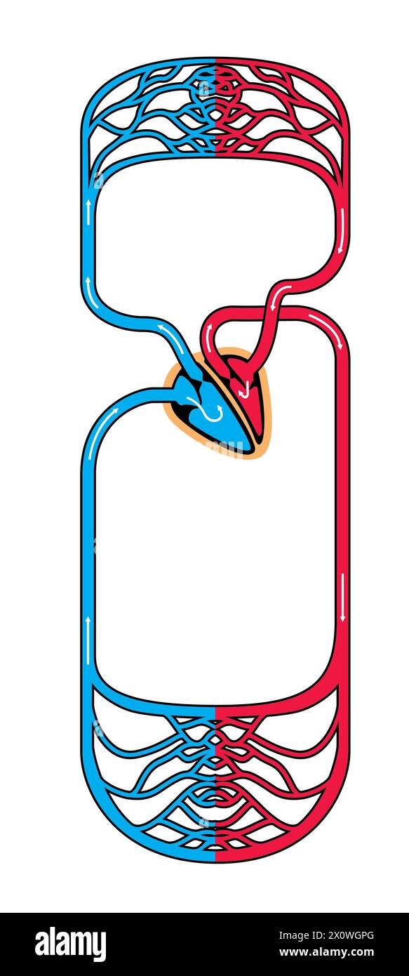 illustration du système circulatoire artériel et veineux humain Banque D'Images