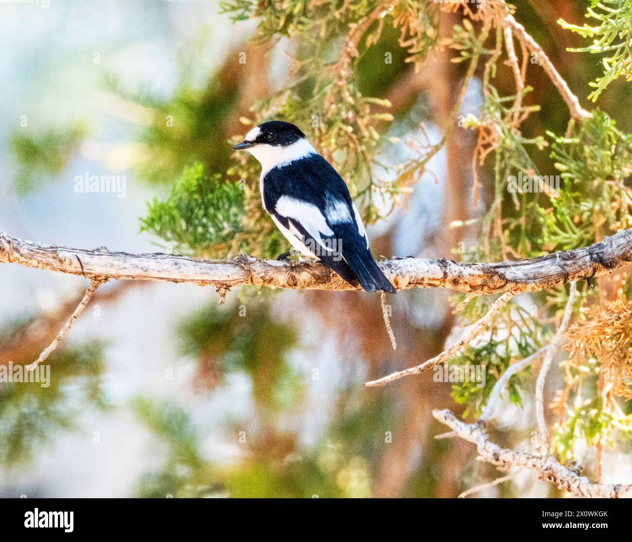 Flycatcher (Ficedula albicollis), Paphos, Chypre Banque D'Images