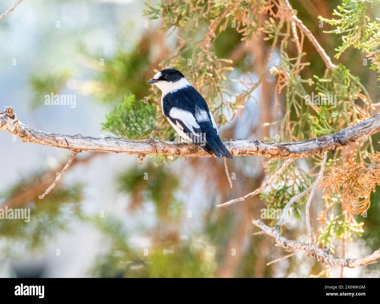 Flycatcher (Ficedula albicollis), Paphos, Chypre Banque D'Images