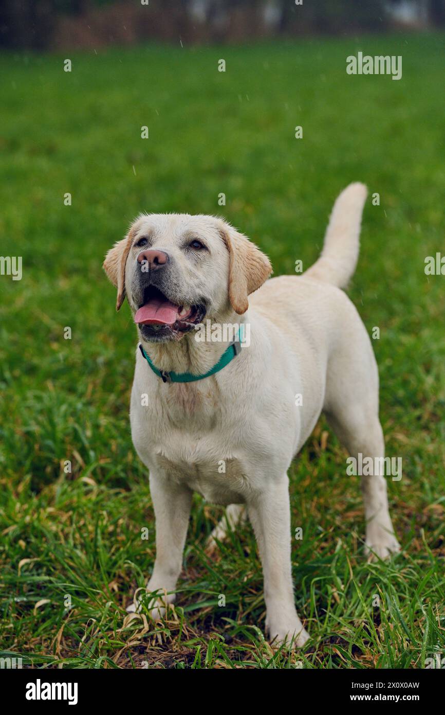 Jeune labrador blond retriever debout dans l'herbe et regardant la caméra pendant qu'il pleut, copyspace au-dessus Banque D'Images