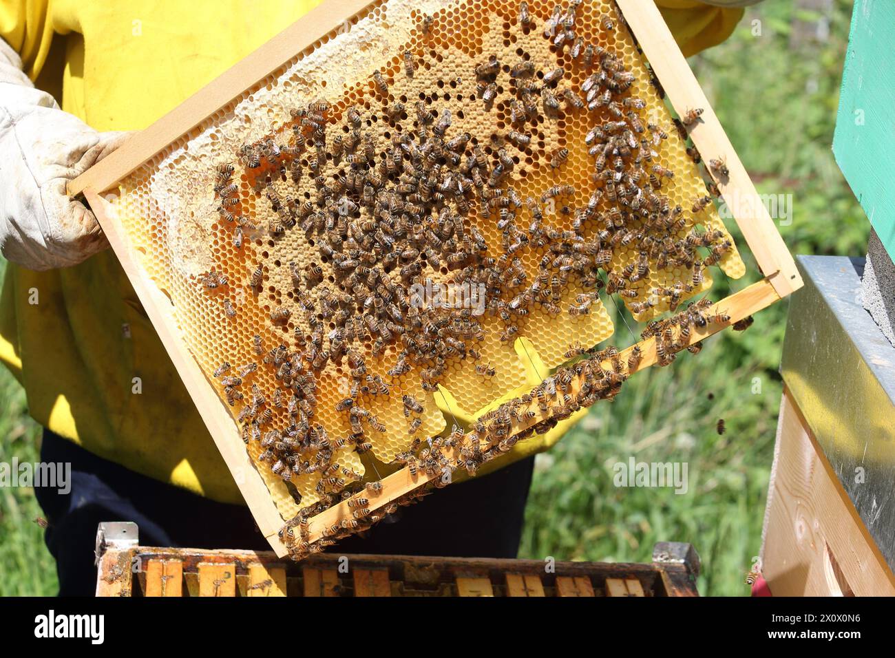 Apiculture - L'apiculteur avec le nid d'abeilles plein de miel et d'abeilles Banque D'Images