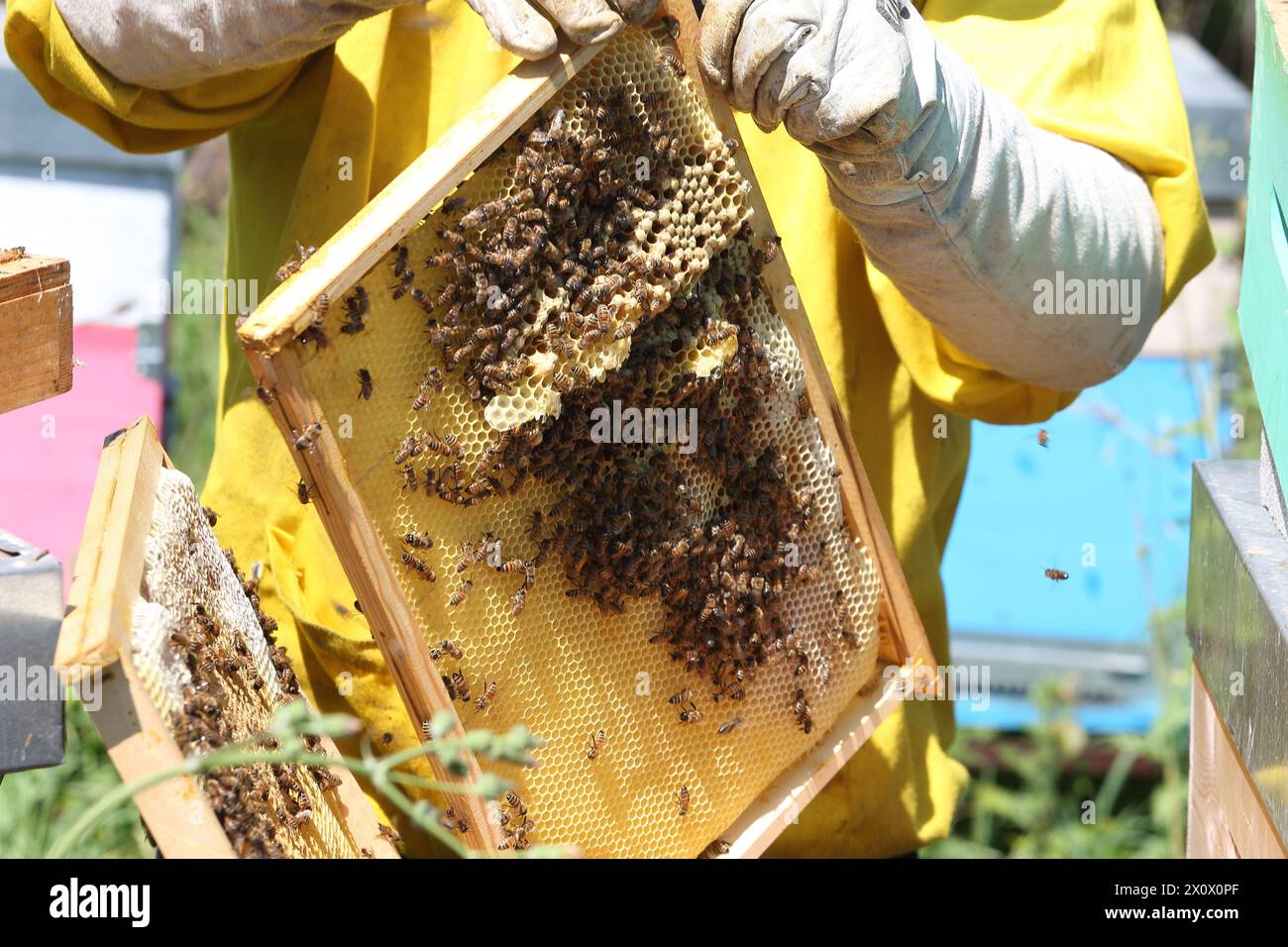 Apiculture - L'apiculteur avec le nid d'abeilles plein de miel et d'abeilles Banque D'Images