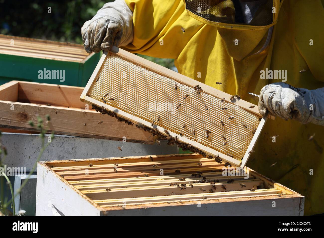 Apiculture - L'apiculteur avec le nid d'abeilles plein de miel et d'abeilles Banque D'Images