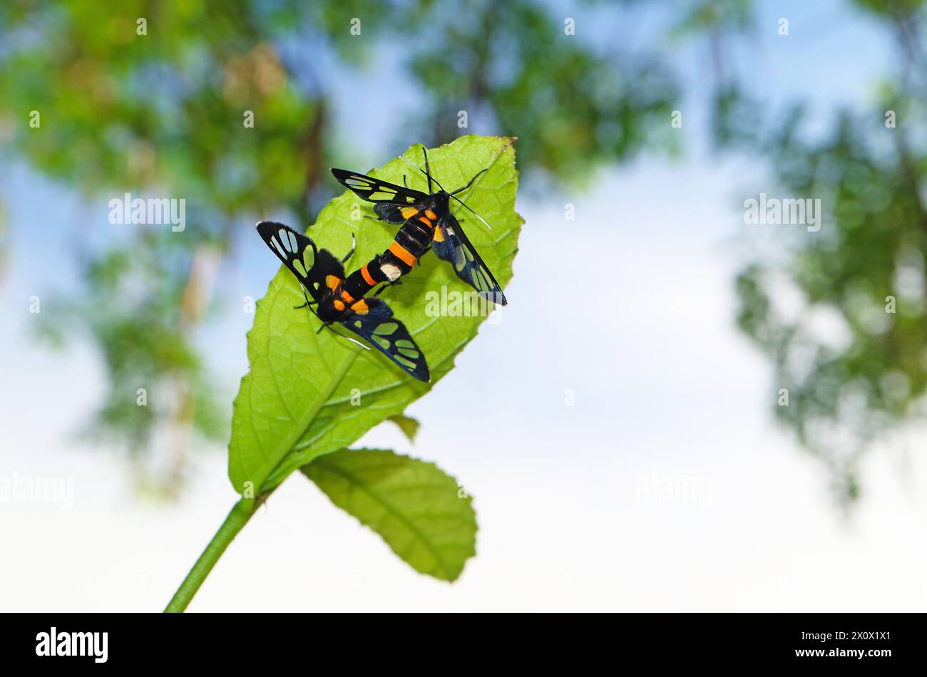 Paire de papillons en forme d'aile en verre s'accouplant à la feuille d'arbre verte Banque D'Images