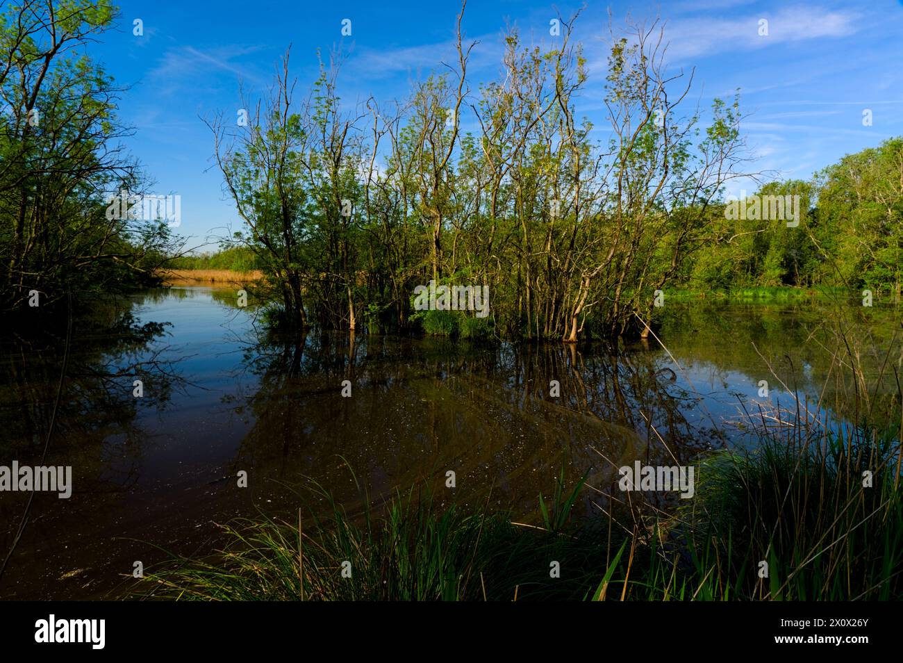 Réserve naturelle de Punta Alberete (Ravenne) Banque D'Images