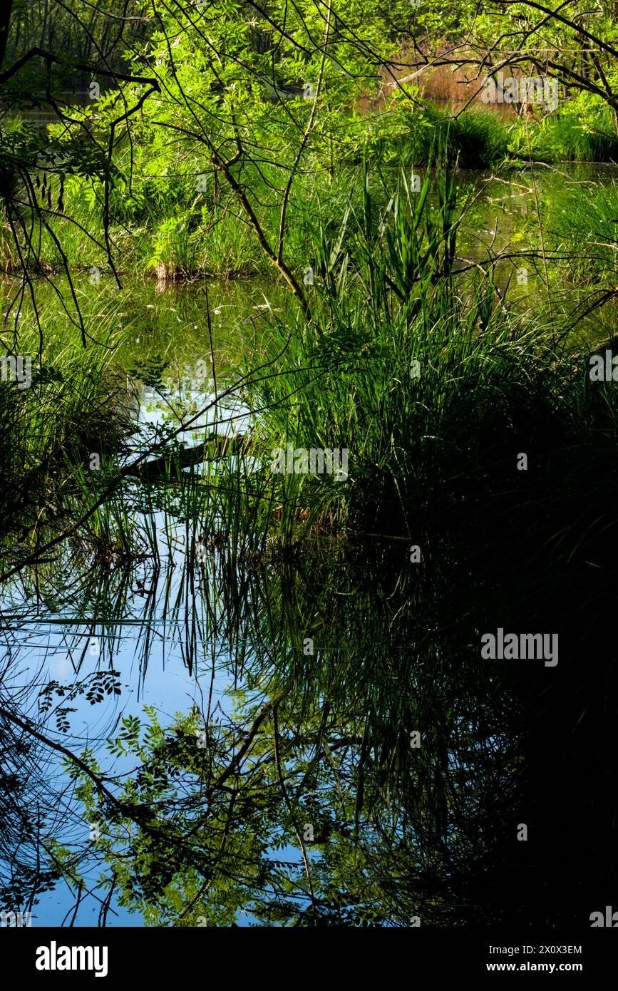 Réserve naturelle de Punta Alberete (Ravenne) Banque D'Images