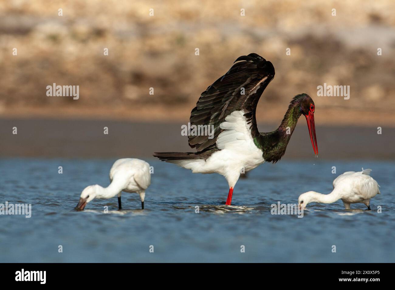 Cigogne noire (Ciconia nigra) et bec de cuillère eurasien (Platalea leucorodia), ou bec de cuillère commun, Banque D'Images
