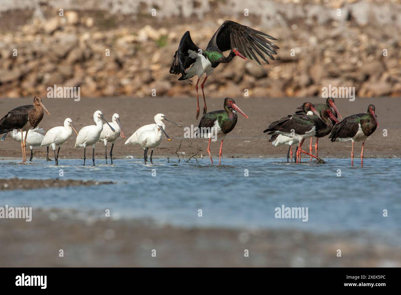 Cigogne noire (Ciconia nigra) et bec de cuillère eurasien (Platalea leucorodia), ou bec de cuillère commun, Banque D'Images