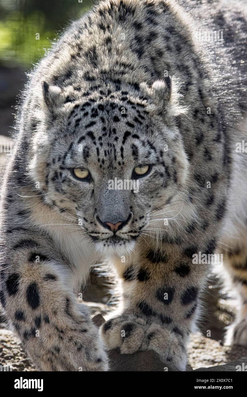 Traque des léopards des neiges Banque D'Images