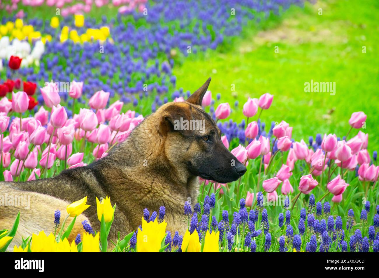 Un chien regardant autour de tulipes colorées. Chien assis parmi les tulipes. Adorable chien dans un champ coloré de tulipes. Banque D'Images
