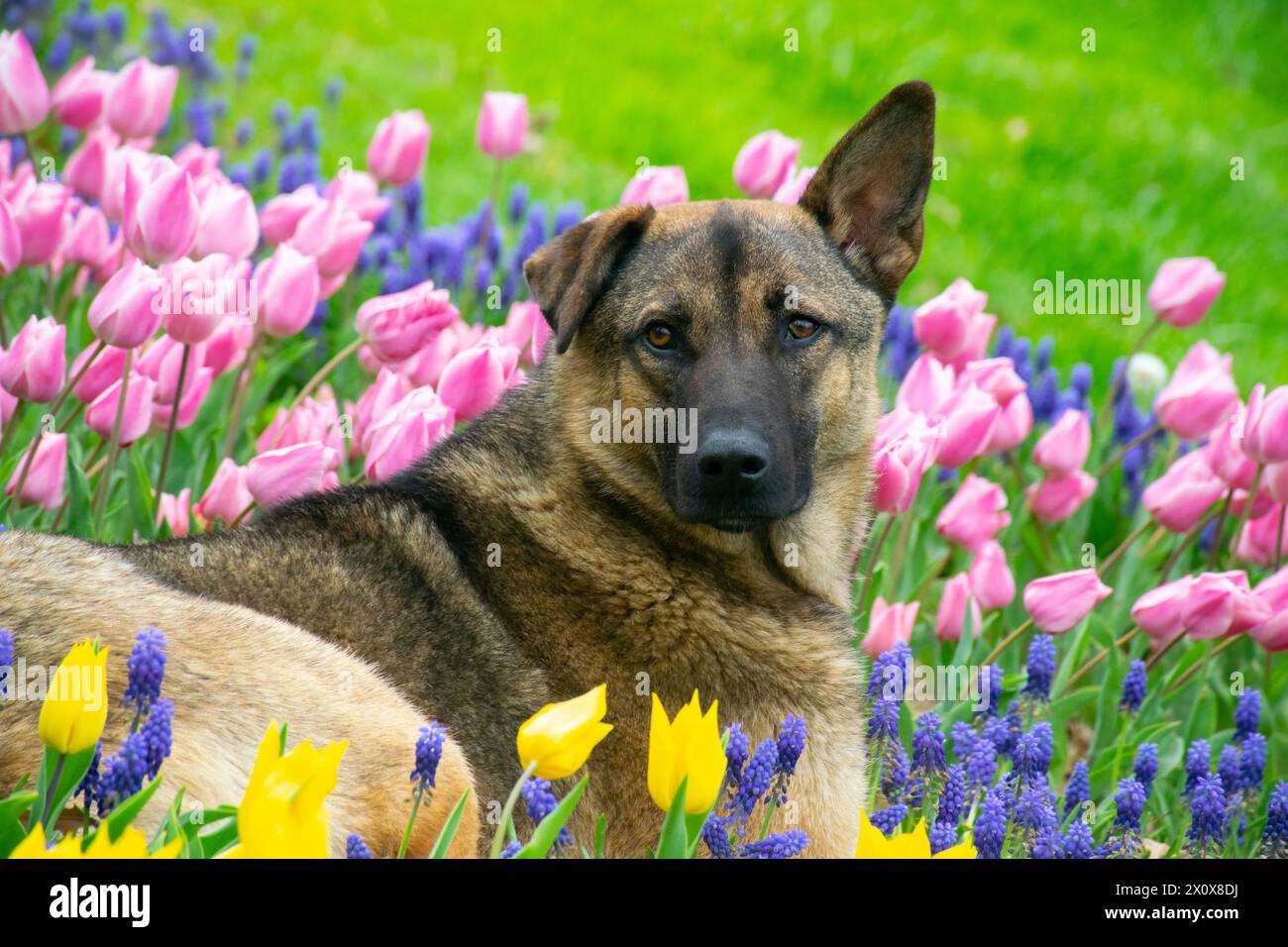 Un chien regardant autour de tulipes colorées. Chien assis parmi les tulipes. Adorable chien dans un champ coloré de tulipes. Banque D'Images