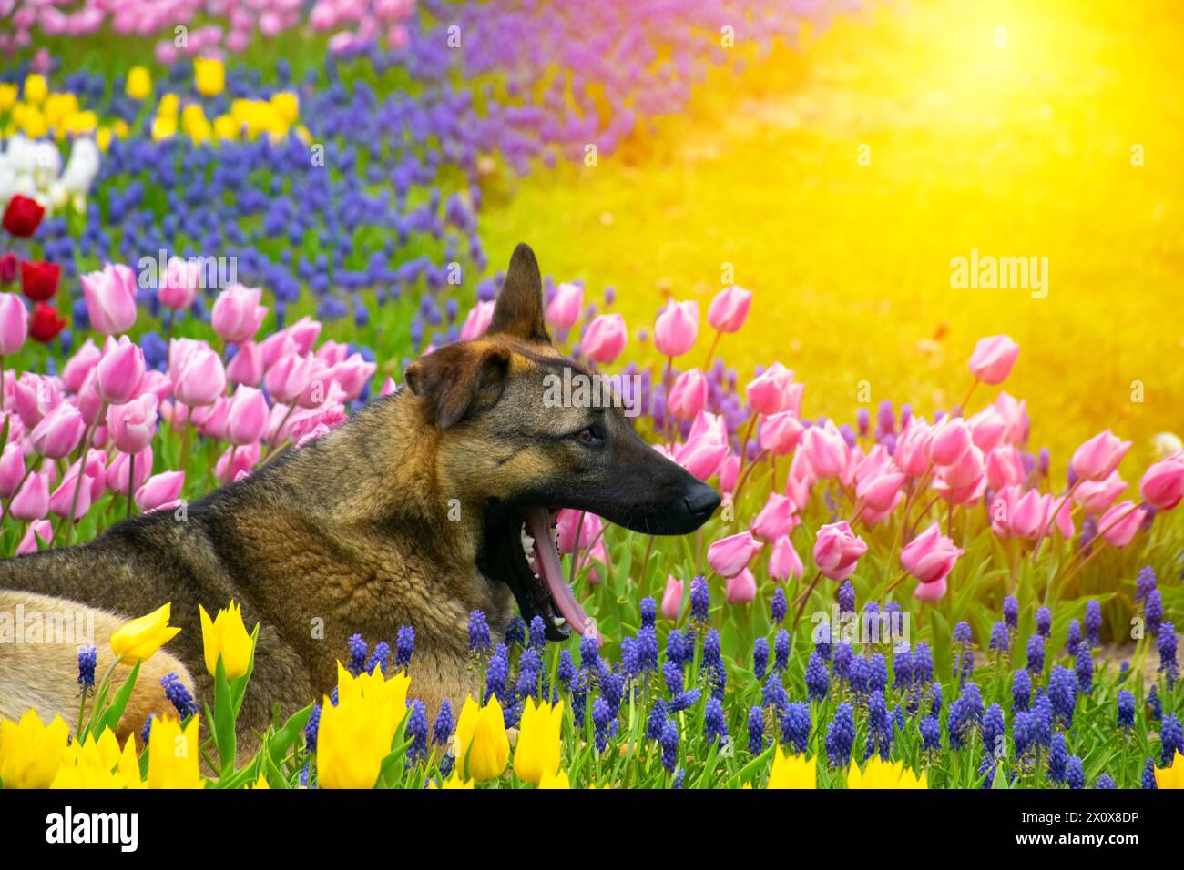 Un chien bâillant parmi les tulipes. Chien assis parmi les tulipes. Adorable chien dans un champ coloré de tulipes. Banque D'Images