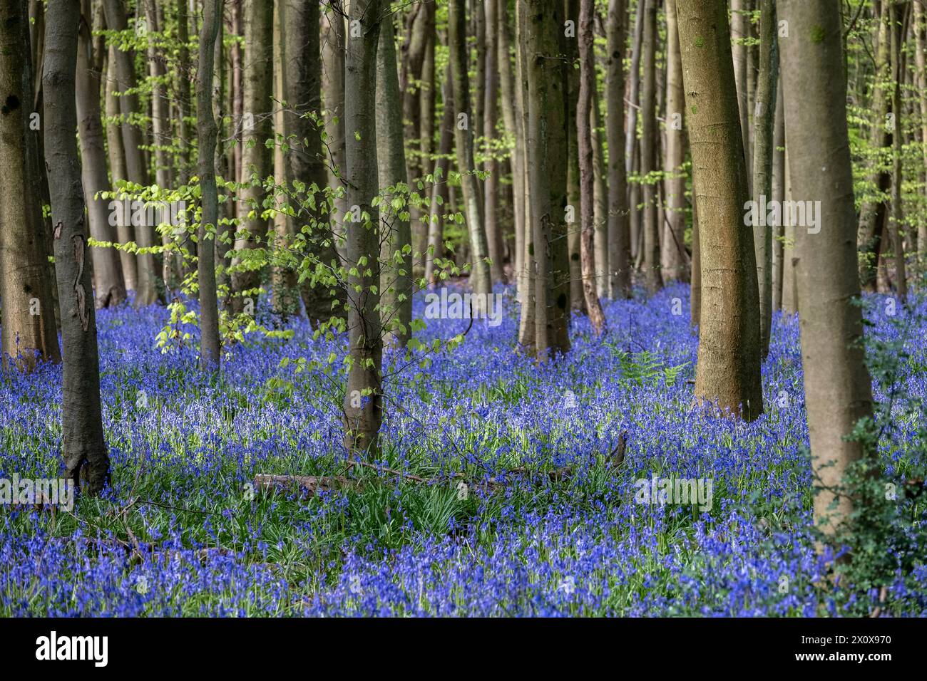 Chorleywood, Royaume-Uni. 14 avril 2024. Météo Royaume-Uni : les coquilles bleues indigènes (Hyacinthoides non-scripta) fleurissent (plus tôt que d'habitude) dans le bois Philipshill près de Chorleywood. La cloche bleue indigène est protégée en vertu de la Wildlife and Countryside Act (1981), ce qui signifie que les fleurs ne peuvent pas être cueillies et les bulbes ne peuvent pas être déterrés. Credit : Stephen Chung / Alamy Live News Banque D'Images