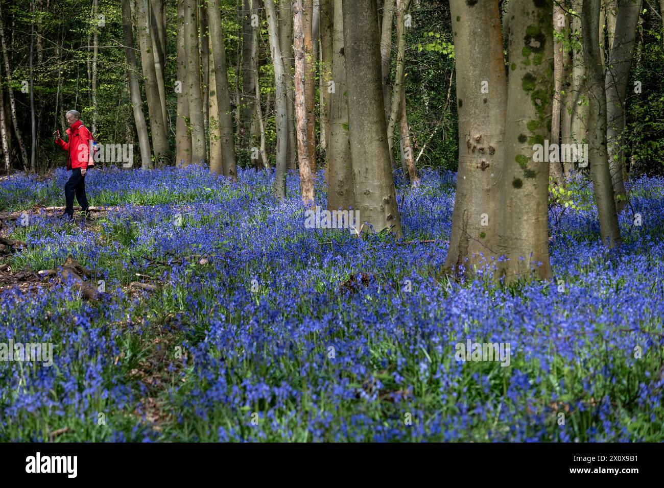 Chorleywood, Royaume-Uni. 14 avril 2024. Météo britannique : une femme admire les coquilles bleues indigènes (Hyacinthoides non-scripta floraison (plus tôt que d'habitude) dans Philipshill Wood près de Chorleywood. La cloche bleue indigène est protégée en vertu de la Wildlife and Countryside Act (1981), ce qui signifie que les fleurs ne peuvent pas être cueillies et les bulbes ne peuvent pas être déterrés. Credit : Stephen Chung / Alamy Live News Banque D'Images