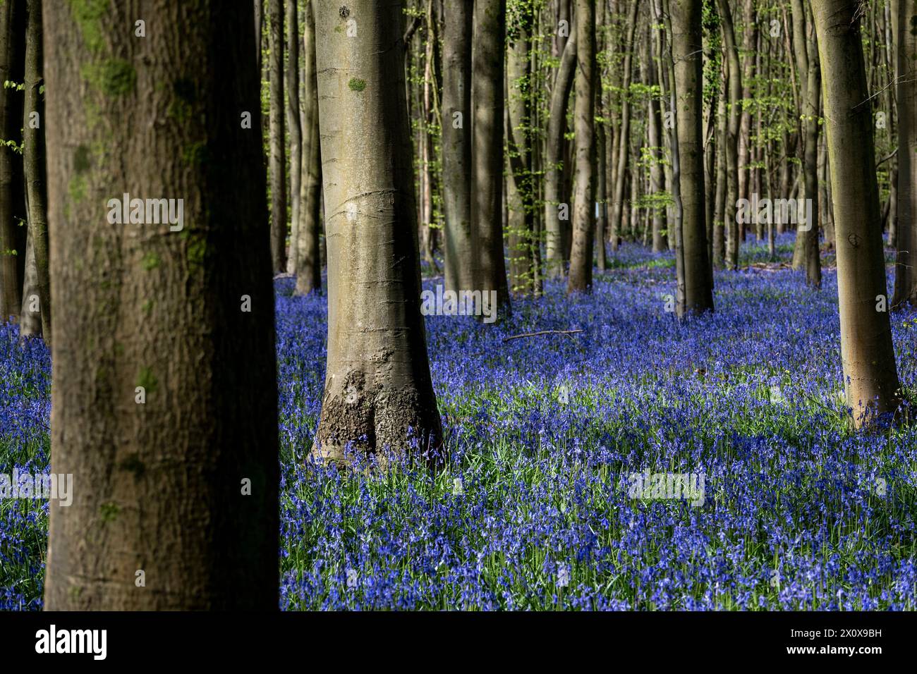 Chorleywood, Royaume-Uni. 14 avril 2024. Météo Royaume-Uni : les coquilles bleues indigènes (Hyacinthoides non-scripta) fleurissent (plus tôt que d'habitude) dans le bois Philipshill près de Chorleywood. La cloche bleue indigène est protégée en vertu de la Wildlife and Countryside Act (1981), ce qui signifie que les fleurs ne peuvent pas être cueillies et les bulbes ne peuvent pas être déterrés. Credit : Stephen Chung / Alamy Live News Banque D'Images