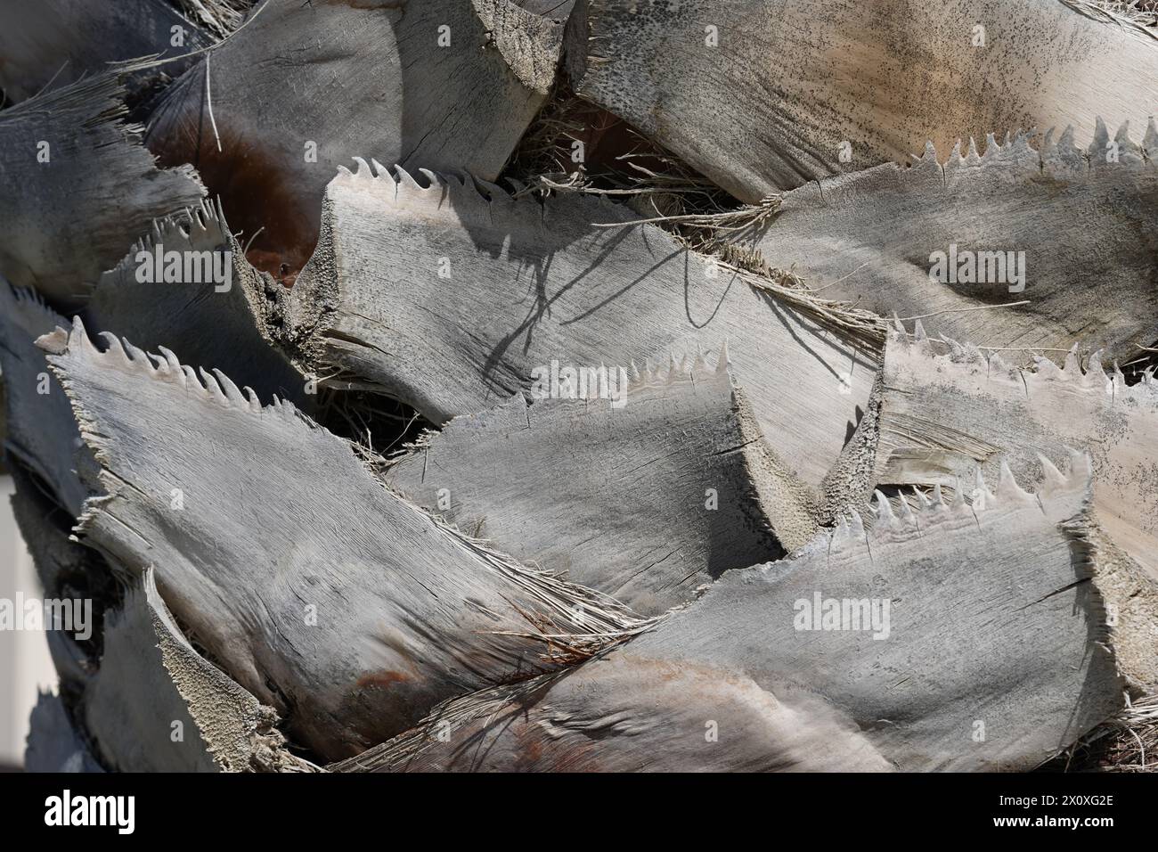 Tronc de palmier observé de près. L'écorce est constituée de feuilles coupées. Les restes des feuilles forment un motif irrégulier. Banque D'Images