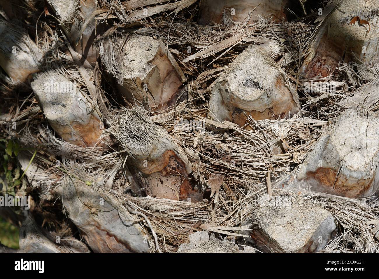 Vue rapprochée sur le tronc de palmier. L'écorce contient des feuilles coupées. Les restes des feuilles forment un motif irrégulier. Banque D'Images