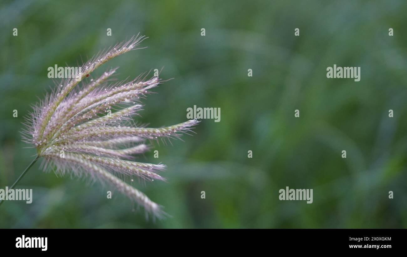 Herbe de roseau exposée au vent avec un fond vert Banque D'Images