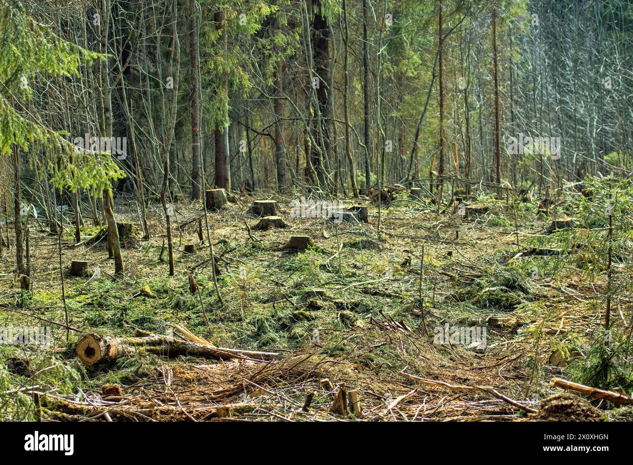Souches des sapins dans la clairière hivernale, vue printanière. Forêts boréales (épinette européenne) du nord-est de l'Europe Banque D'Images