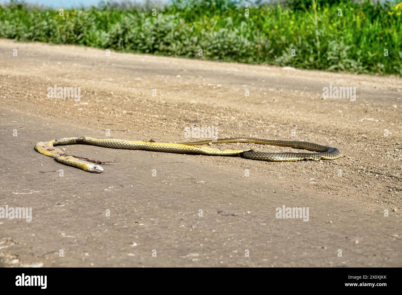 Le serpent sur la route est toujours cadavre. L'homme n'aime pas les serpents, leur meurtre intentionnel par les conducteurs. ('fuir de la face du serpent; pour si vous appro Banque D'Images