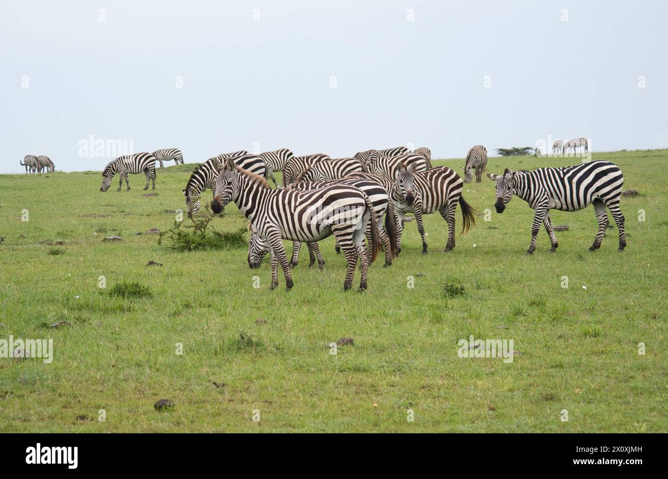 Petit troupeau de zèbres communs ou des plaines (Equus quagga) se nourrissant de prairies de savane luxuriantes à la suite de pluies non saisonnières Banque D'Images