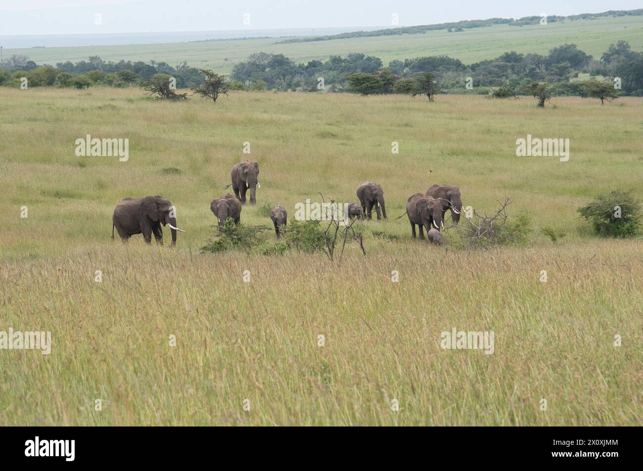 Éléphant d'Afrique (Loxodonta africana). Une famille matriarcale avec au moins un taureau adulte présent Banque D'Images