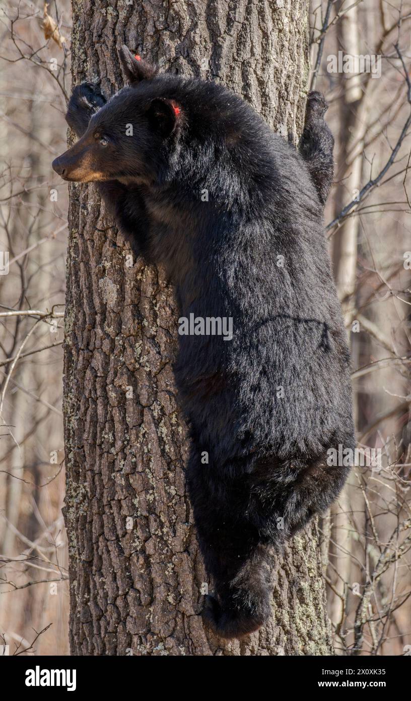 Un ours noir américain (Ursus americanus) avec des étiquettes d'oreille grimpant à un arbre à Crex Meadows dans le Wisconsin. Banque D'Images
