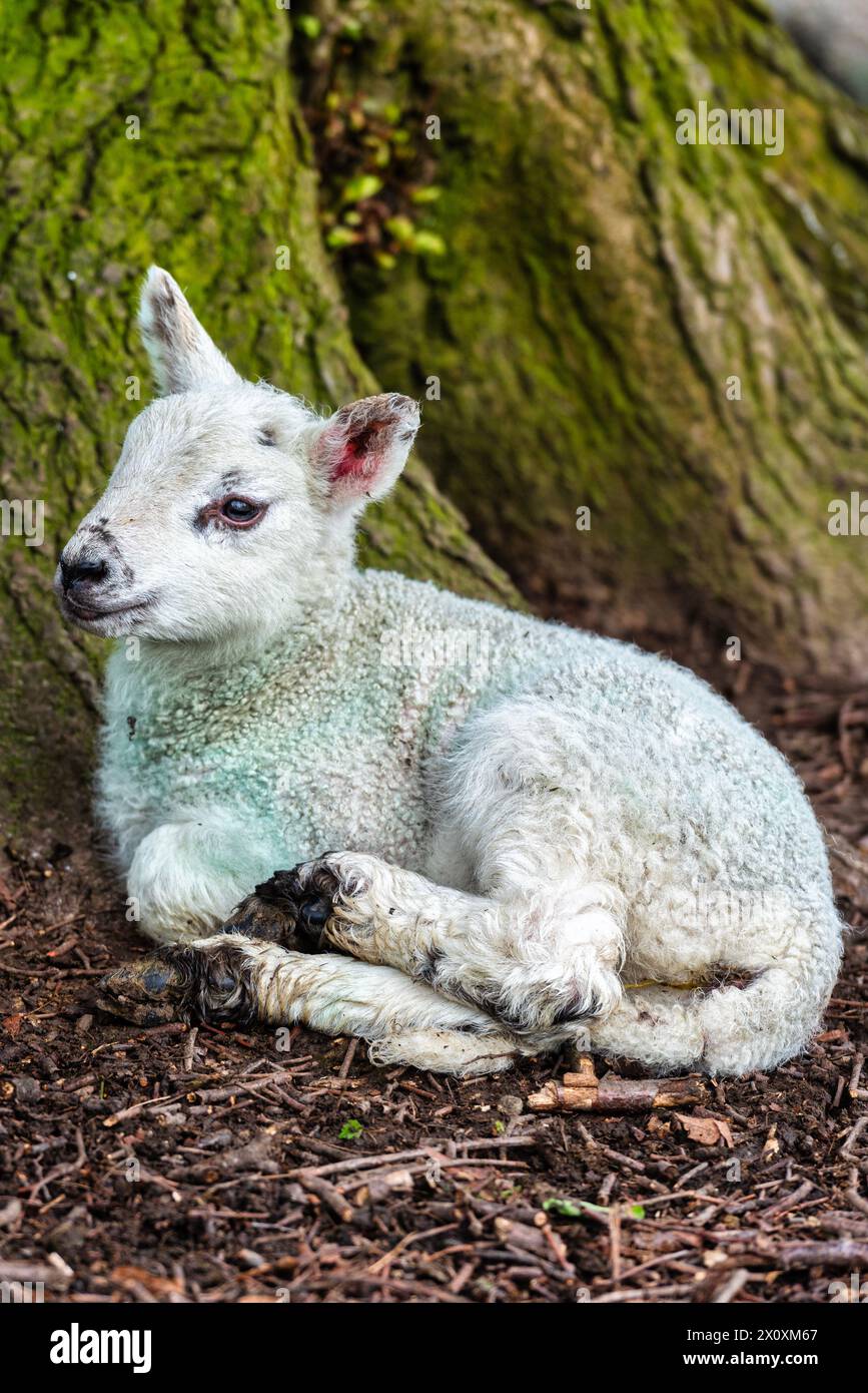 Agneau nouveau-né à Chilham près de Canterbury dans le Kent, Angleterre Banque D'Images