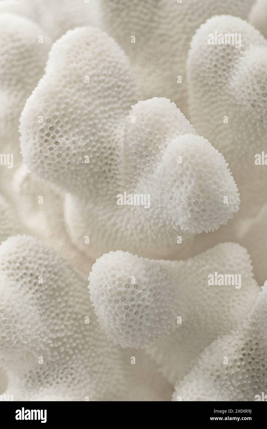 Texture décorative de corail blanc, gros plan, mise au point sélective, fond abstrait naturel de vie marine Banque D'Images
