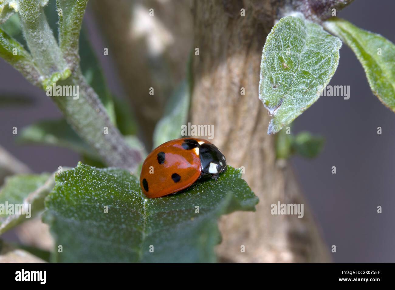 7 Spot Ladybird Coccinelle 7 punctata Banque D'Images