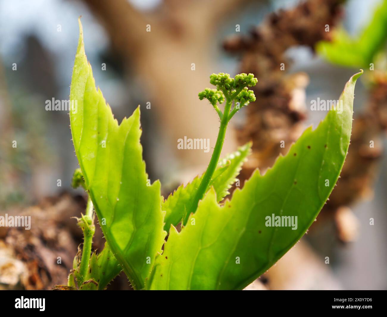 Un beau gros plan d'une feuille verte exotique au milieu de la jungle. Image de fond pour une œuvre sur le thème de la nature Banque D'Images