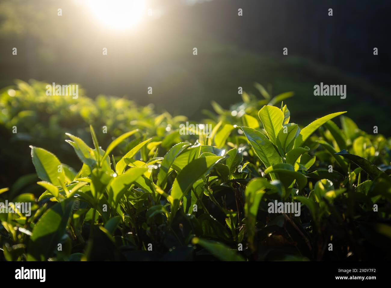 Focus sélectif sur les feuilles de thé au beau lever du soleil. Plantations de thé près de Haputale au Sri Lanka. Banque D'Images