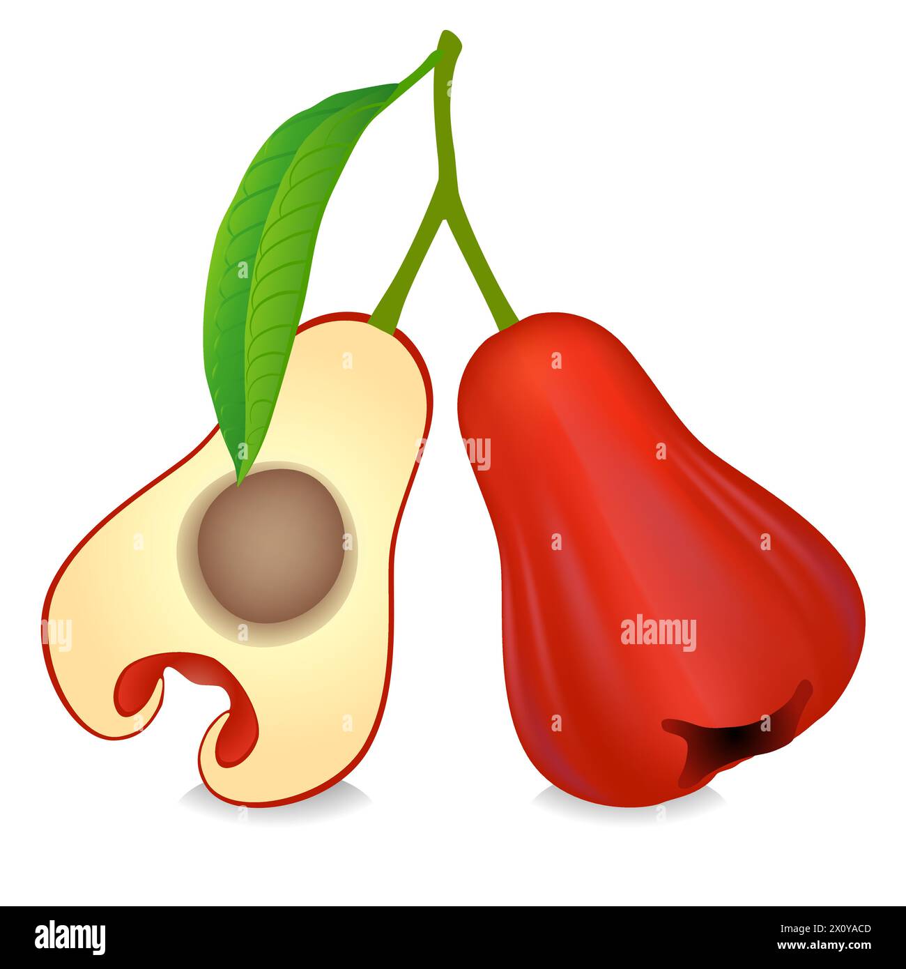 Syzygium jambos ou fruits de pommes roses sur fond blanc. Illustration de Vecteur