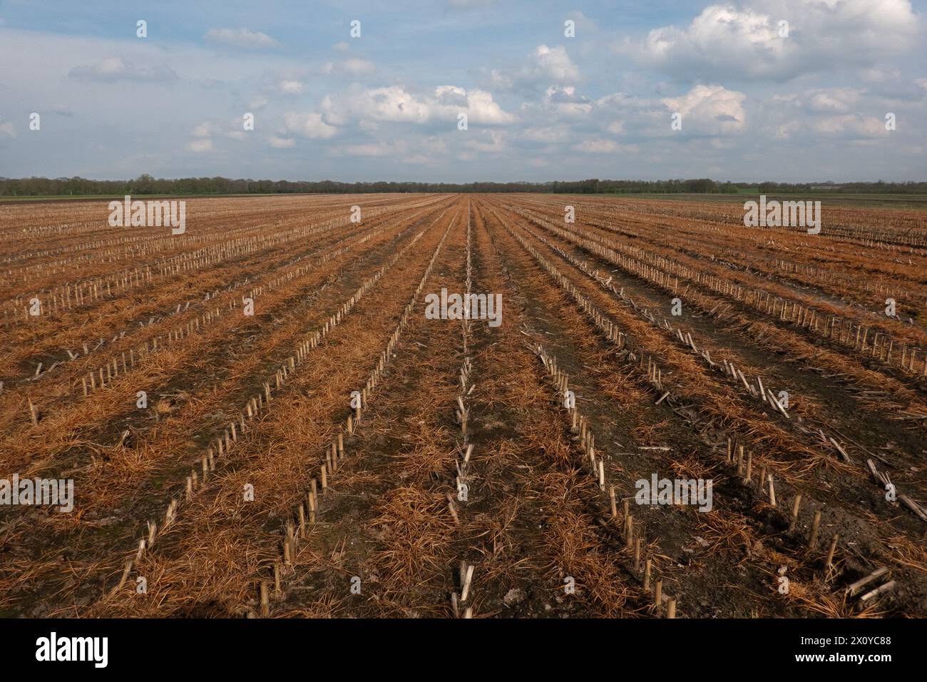 Action de l'herbicide glyphosate pulvérisé sur les grains semés en automne entre chaumes de maïs Banque D'Images