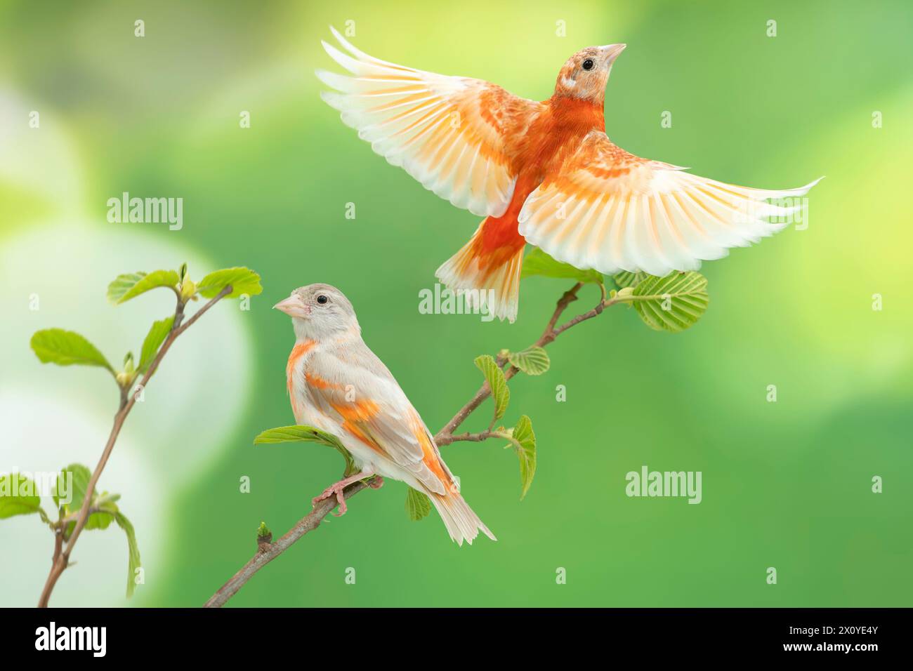 Rouge siskin, mutations DF pastel x isabel, Spinus cucullatus Banque D'Images