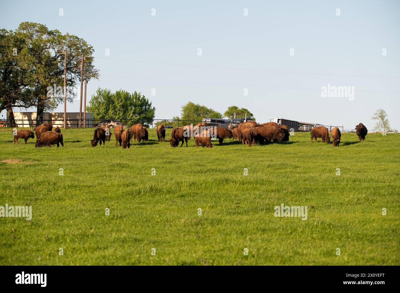 Un troupeau de bisons d'Amérique marchant, debout et pâturant sur l'herbe verte dans le pâturage sur un ranch du Texas par une journée ensoleillée au printemps. Banque D'Images
