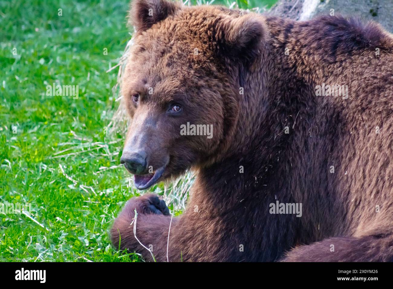 30.06.2024 Bialystok Pologne. Ours brun au zoo de la ville. Banque D'Images