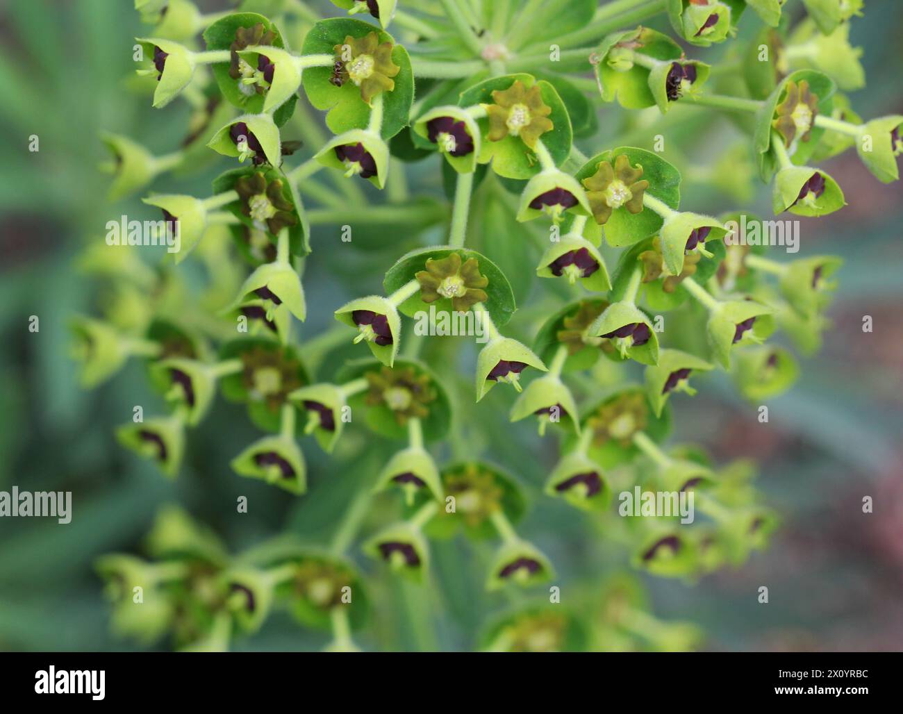 Un gros plan de Euphorbia characias wulfenii (éperon méditerranéen) Banque D'Images