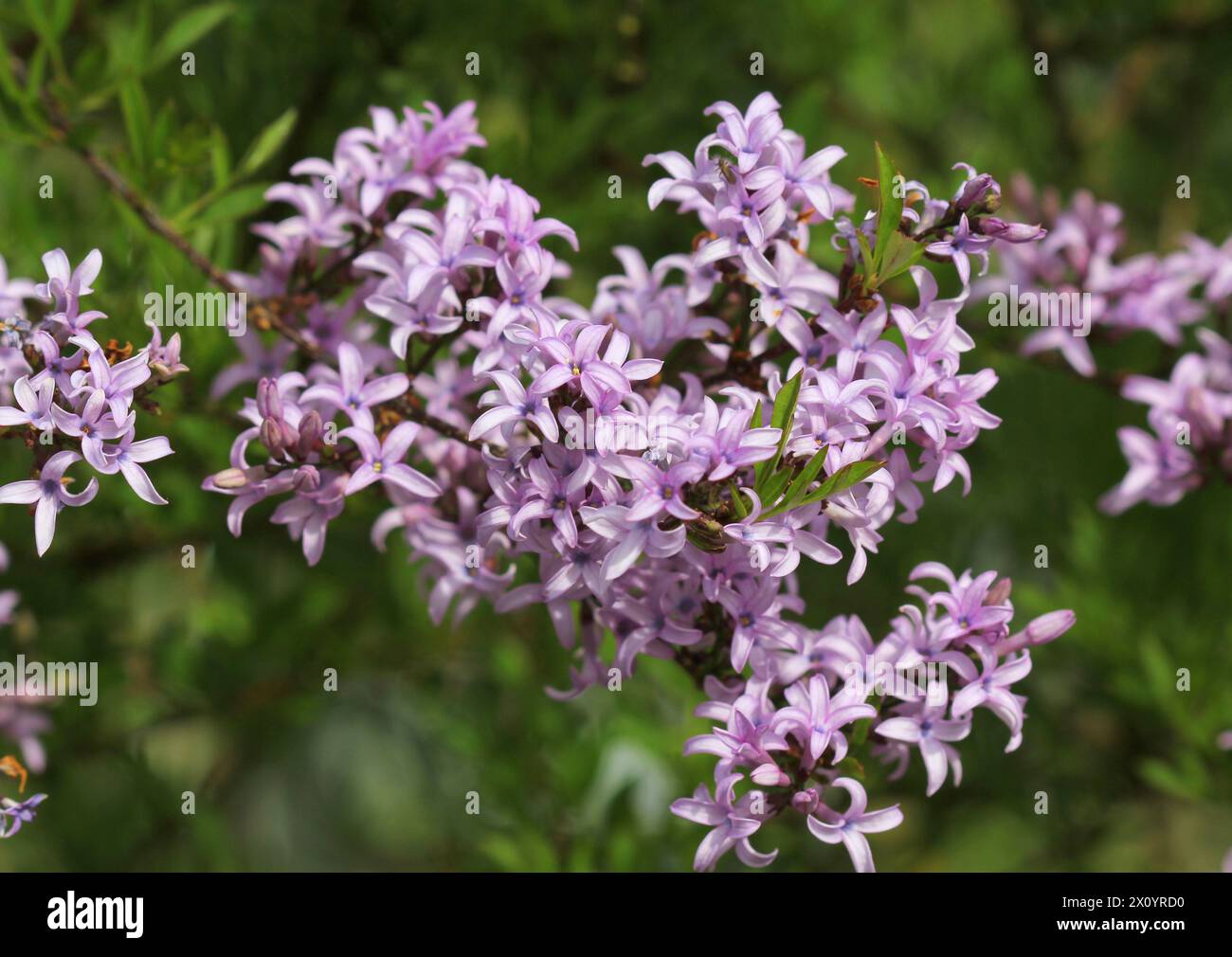 Un gros plan du magnifique lilas persan à plumes, Syringa persica Laciniata Banque D'Images