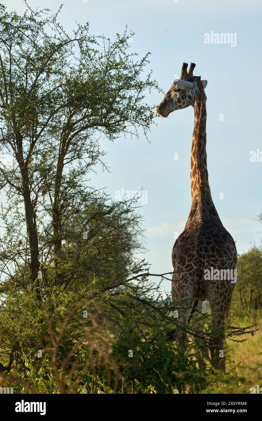 Girafe de beauté mangeant d'un arbre tropical Banque D'Images