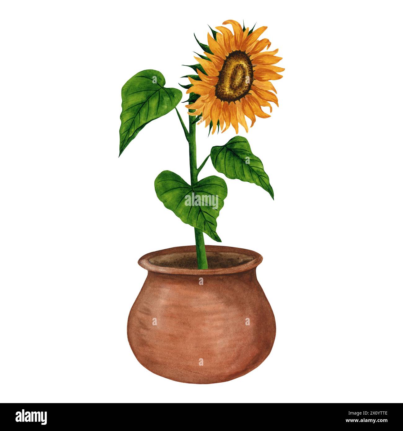 Tournesol dans un pot. Illustration d'aquarelle dessinée à la main, dessin botanique. Conception florale pour carte postale, carte de voeux, logo, fond, motif. Banque D'Images