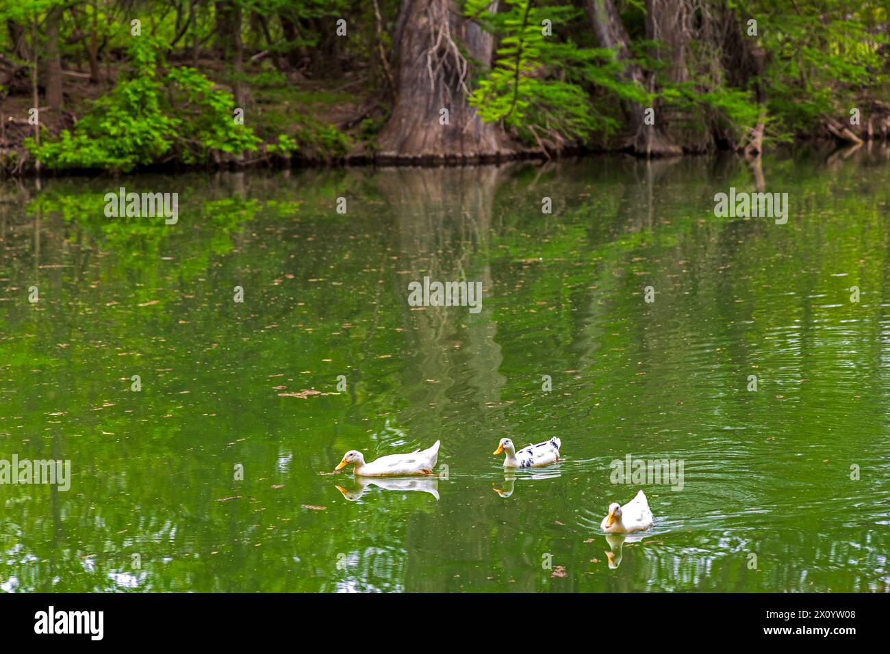 Vue panoramique du parc municipal de Bandera, Texas, juste avant l