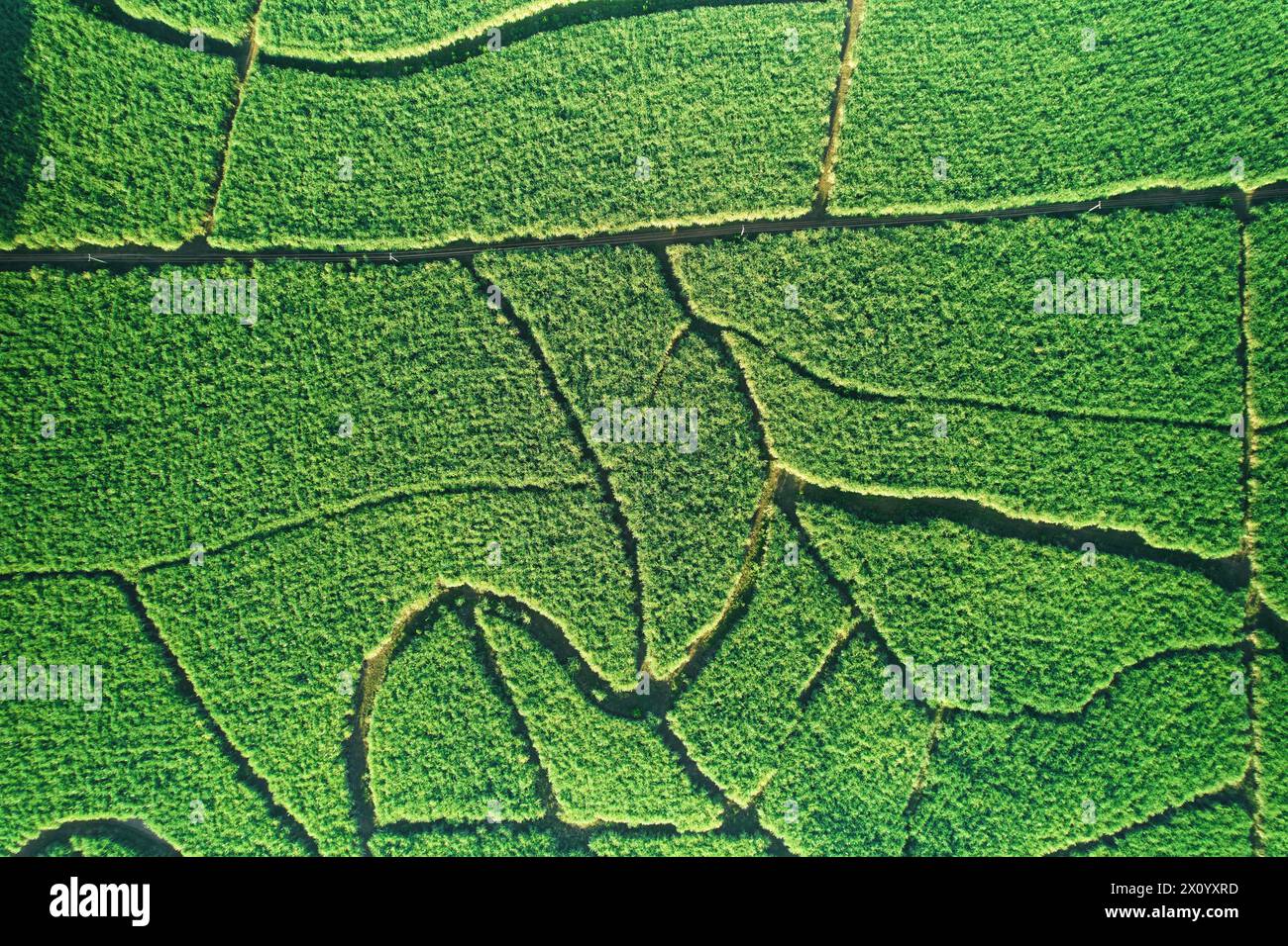 Chemins de chemin dans le champ agricole vert aérien au-dessus de la vue de drone de dessus Banque D'Images Chemins de chemin dans le champ agricole vert aérien au-dessus de la vue de drone de dessus Banque D'Images
