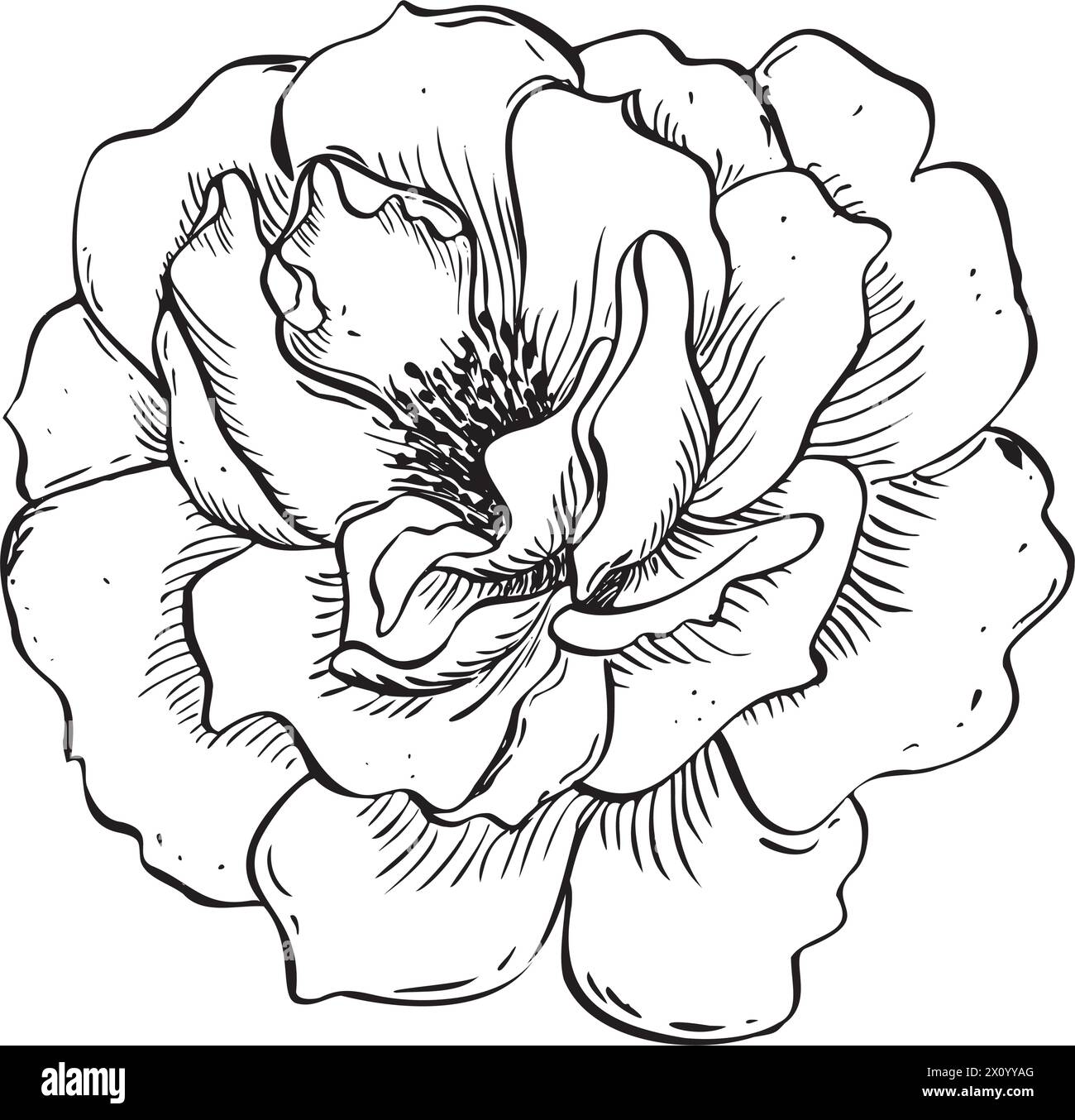 Fleur de rose sauvage. Illustration florale dessinée à la main de vecteur de la hanche rose fleurie dans le style de contour. Esquissez en noir et blanc sur fond isolé Illustration de Vecteur