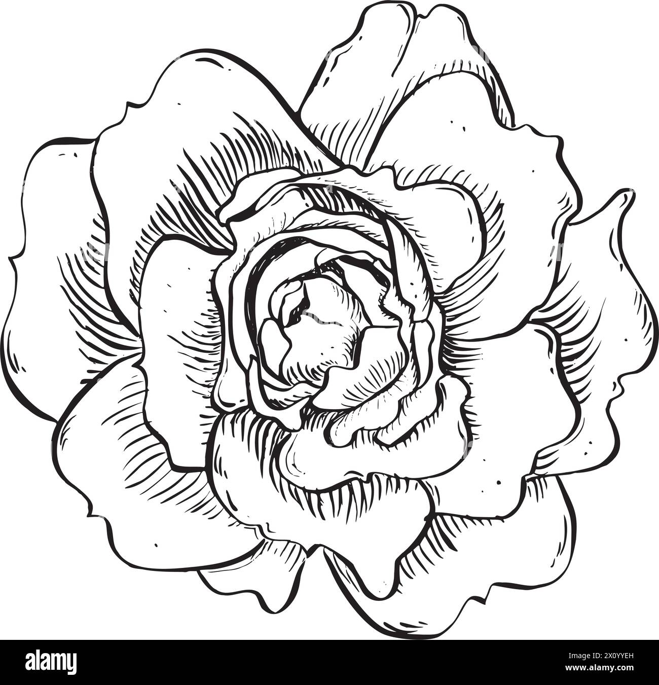 Fleur de rose sauvage. Illustration florale dessinée à la main de vecteur de la hanche rose fleurie dans le style de contour. Esquissez en noir et blanc sur fond isolé Illustration de Vecteur